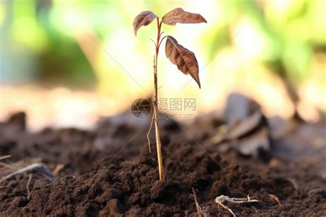 植物突然枯萎